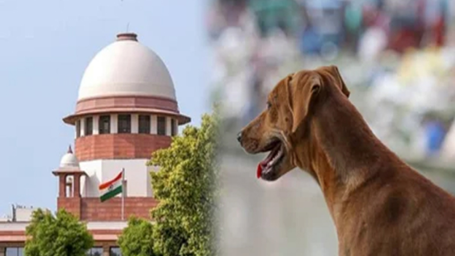 सुप्रीम कोर्ट ने आवारा कुत्तों के मामले में राज्यों की चुप्पी पर जताई नाराजगी, 3 नवंबर को मुख्य सचिवों को तलब किया