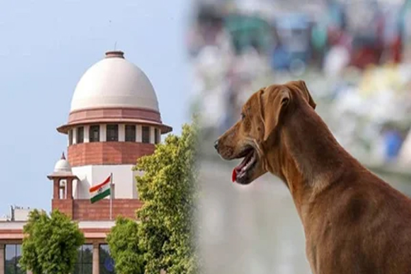 सुप्रीम कोर्ट ने आवारा कुत्तों के मामले में राज्यों की चुप्पी पर जताई नाराजगी, 3 नवंबर को मुख्य सचिवों को तलब किया