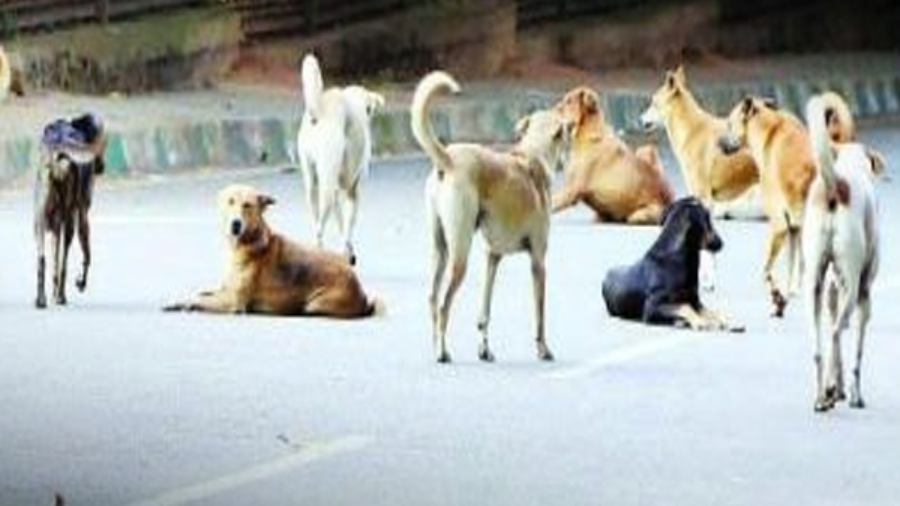 चंडीगढ़ में पेट डॉग्स पर सख्ती: खतरनाक नस्लों पर बैन, 10 हजार जुर्माना और रजिस्ट्रेशन अनिवार्य