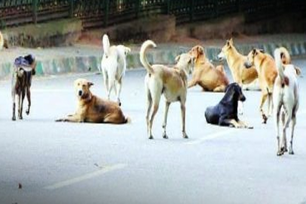 चंडीगढ़ में पेट डॉग्स पर सख्ती: खतरनाक नस्लों पर बैन, 10 हजार जुर्माना और रजिस्ट्रेशन अनिवार्य