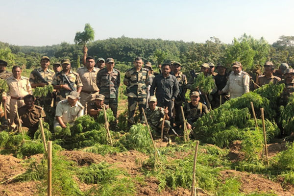 त्रिपुरा में बीएसएफ ने 3 करोड़ रुपए की ड्रग्स बरामद की, 3 लाख गांजे के पौधे उखाड़े