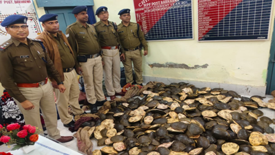 'ऑपरेशन वाइलैप' के तहत आरपीएफ की बड़ी कार्रवाई, 790 जीवित कछुओं की जब्ती, हिरासत में कई आरोपी