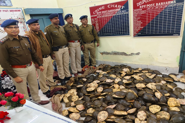 'ऑपरेशन वाइलैप' के तहत आरपीएफ की बड़ी कार्रवाई, 790 जीवित कछुओं की जब्ती, हिरासत में कई आरोपी