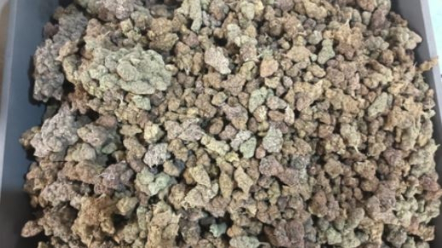 मुंबई एयरपोर्ट पर कस्टम विभाग की बड़ी कार्रवाई, बैंकॉक से आए 5 यात्रियों से 42.9 किलो हाइड्रोपोनिक वीड जब्त