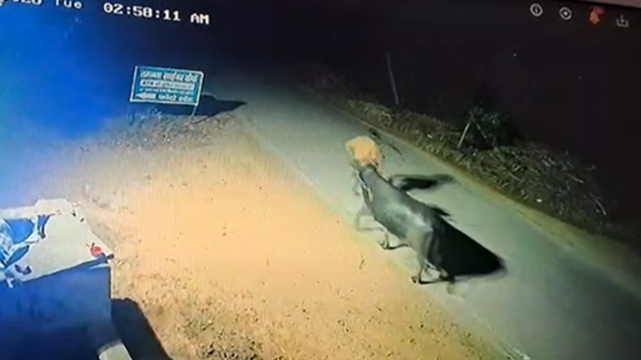 डूमरोली में भैंस चोरी का प्रयास विफल: परिवार के जागने पर भागे चोर, सीसीटीवी में कैद हुई वारदात, ग्रामीणों ने थाने का घेराव कर गश्त बढ़ाने की मांग की