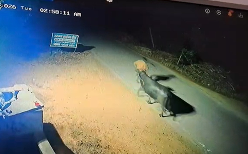 डूमरोली में भैंस चोरी का प्रयास विफल: परिवार के जागने पर भागे चोर, सीसीटीवी में कैद हुई वारदात, ग्रामीणों ने थाने का घेराव कर गश्त बढ़ाने की मांग की