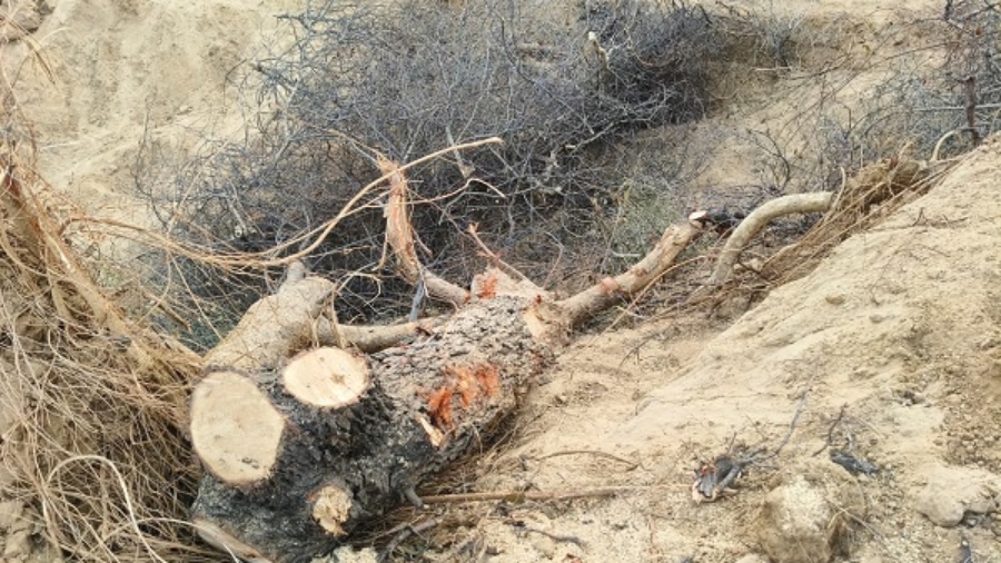 बयाना उपखंड के नया नगला में फॉरेस्ट एरिया में बड़े पैमाने पर अवैध कटाई, जांच में जुटी पुलिस