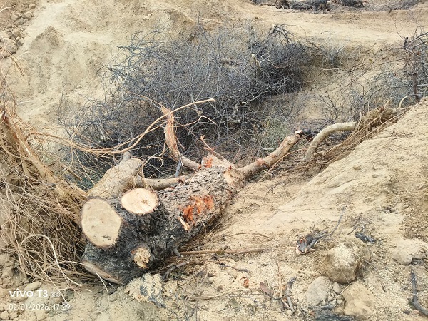 बयाना उपखंड के नया नगला में फॉरेस्ट एरिया में बड़े पैमाने पर अवैध कटाई, जांच में जुटी पुलिस