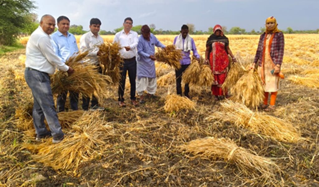 दौसा: बेमौसम बारिश से मौसम हुआ खुशनुमा, लेकिन किसानों पर बरसी आफत