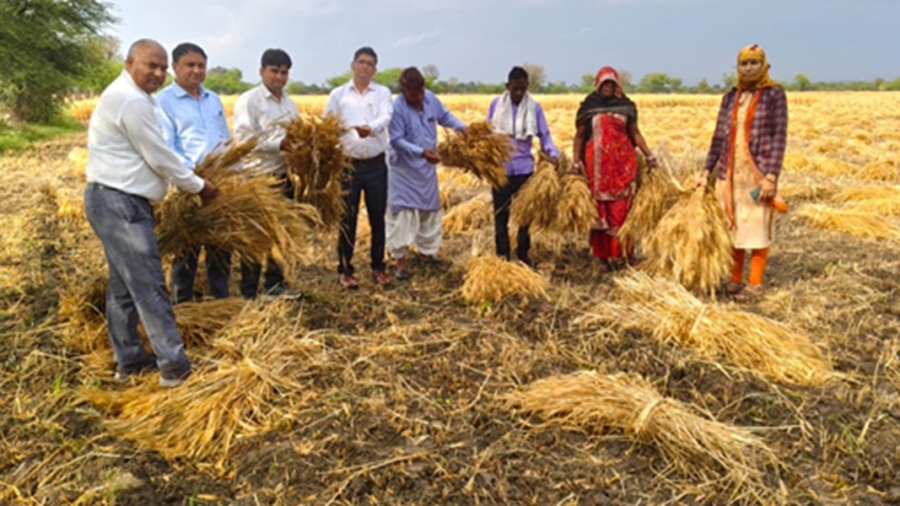 दौसा: बेमौसम बारिश से मौसम हुआ खुशनुमा, लेकिन किसानों पर बरसी आफत