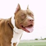 बीकानेर में खाकी पर खूंखार हमला : जांच करने गई महिला हेड कॉन्स्टेबल पर छोड़ा पिटबुल, मां-बेटी घर में हुईं बंद