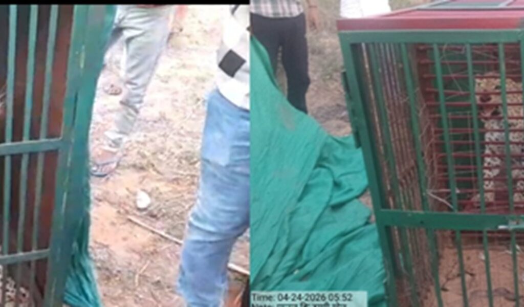 गोल गांव पातल की ढाणी में पिंजरे में कैद हुआ पैंथर, ग्रामीणों ने ली राहत की सांस