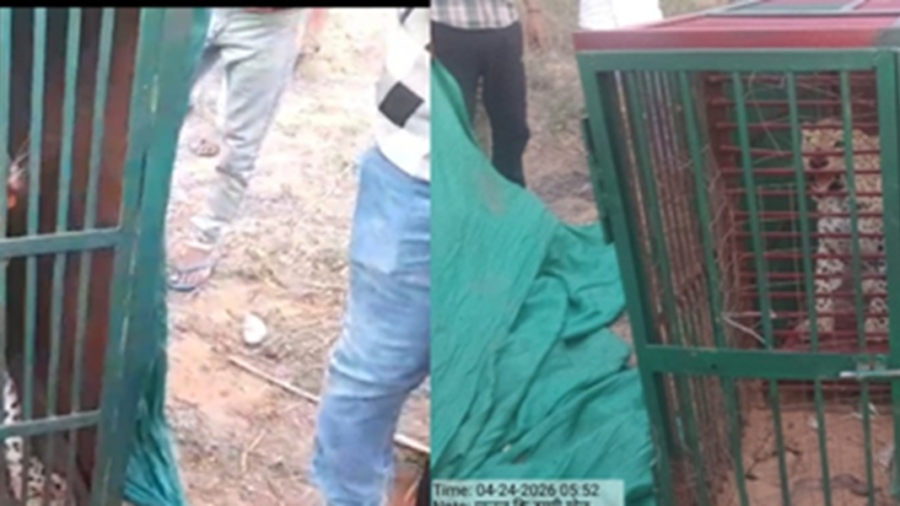 गोल गांव पातल की ढाणी में पिंजरे में कैद हुआ पैंथर, ग्रामीणों ने ली राहत की सांस